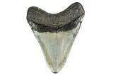 Fossil Megalodon Tooth - North Carolina #149406-1
